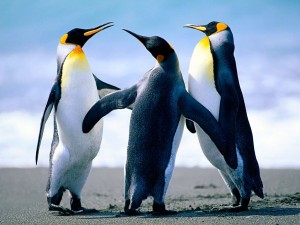PINGUINI gioiosi